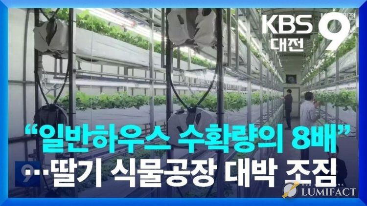 딸기 식물공장 프로젝트 본격 추진